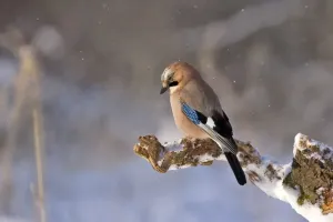 Kiedy jest pierwszy dzień zimy?